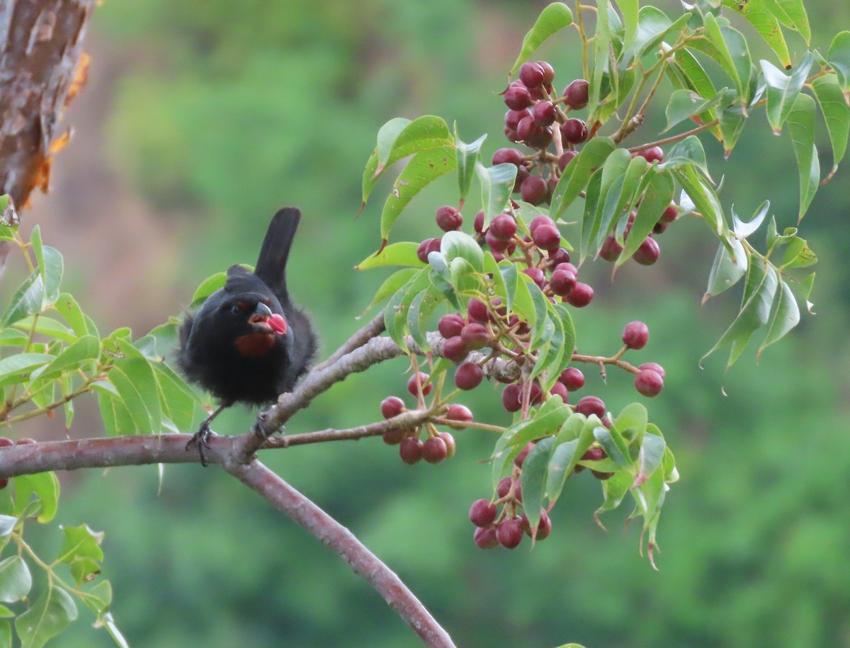 Lesser Antillean Bullfinch - ML640475779