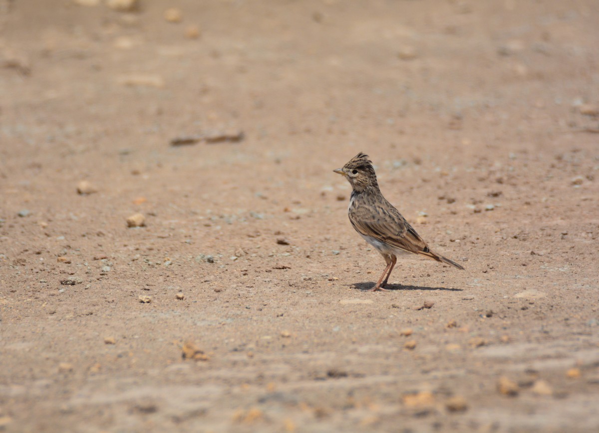 Mediterranean Short-toed Lark - ML640475846