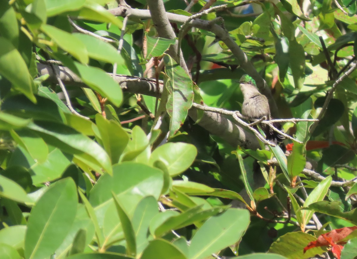 Antillean Crested Hummingbird - ML640475929