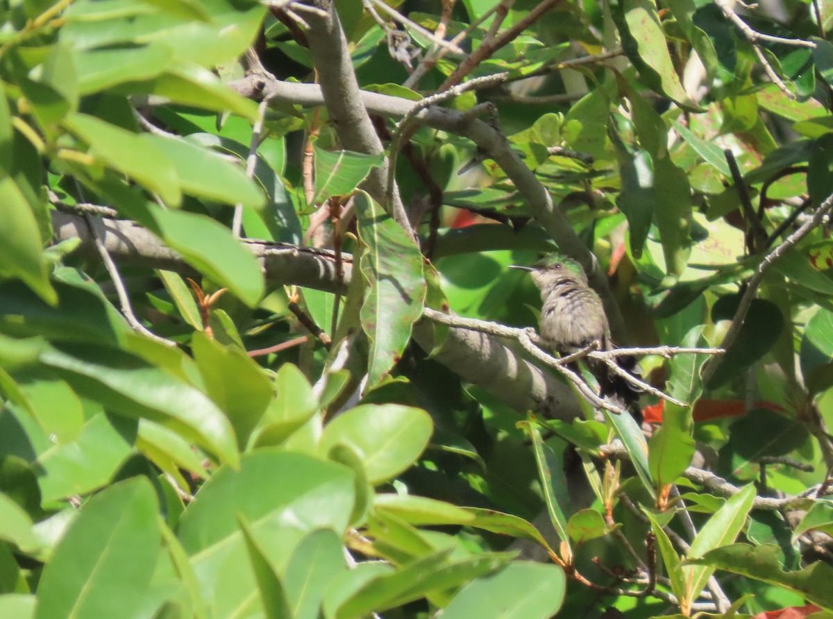 Antillean Crested Hummingbird - ML640475930