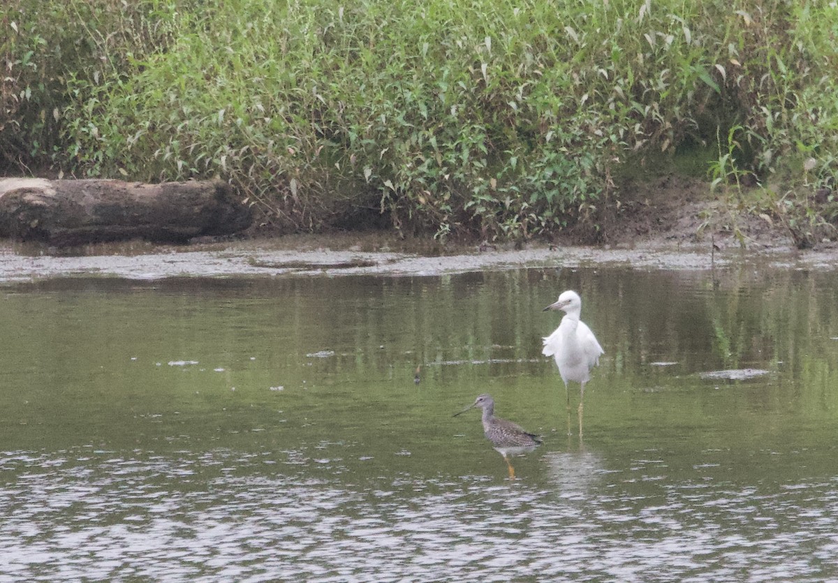 Greater Yellowlegs - ML640476011
