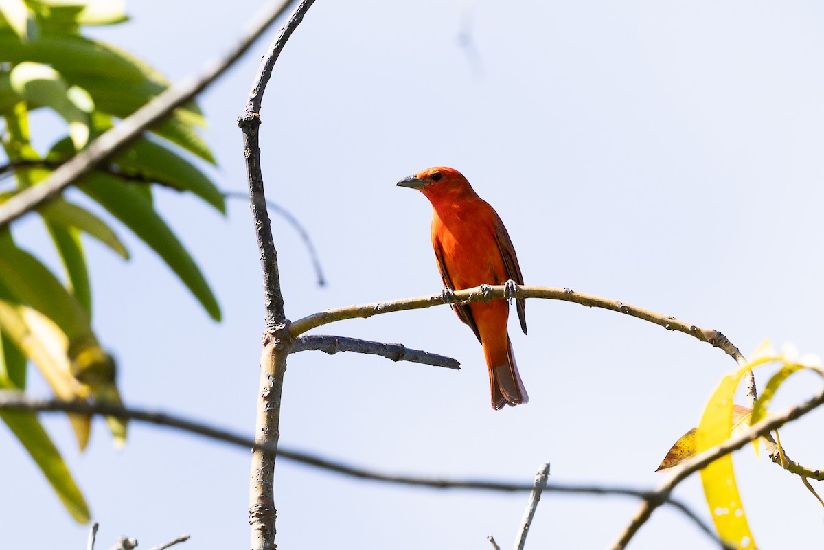Hepatic Tanager - ML640476066