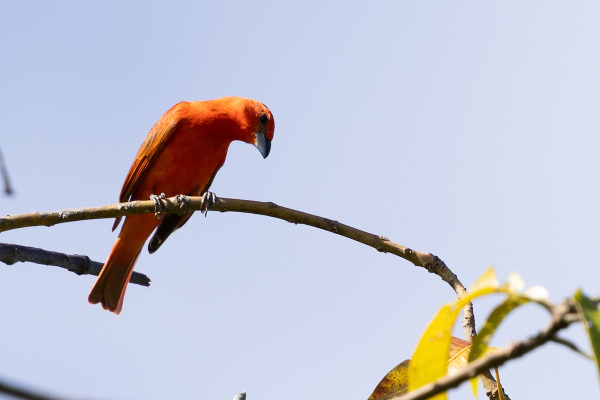 Hepatic Tanager - ML640476067