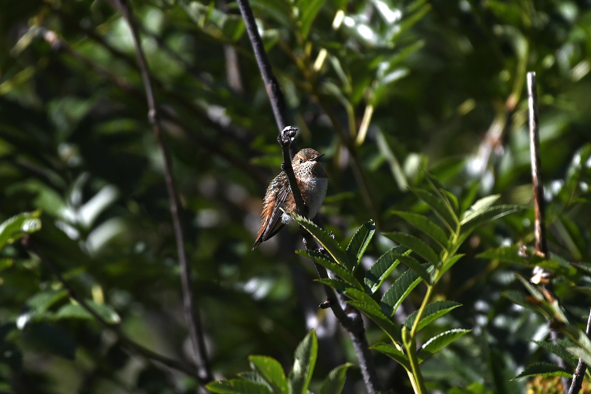 Rufous Hummingbird - ML640476084