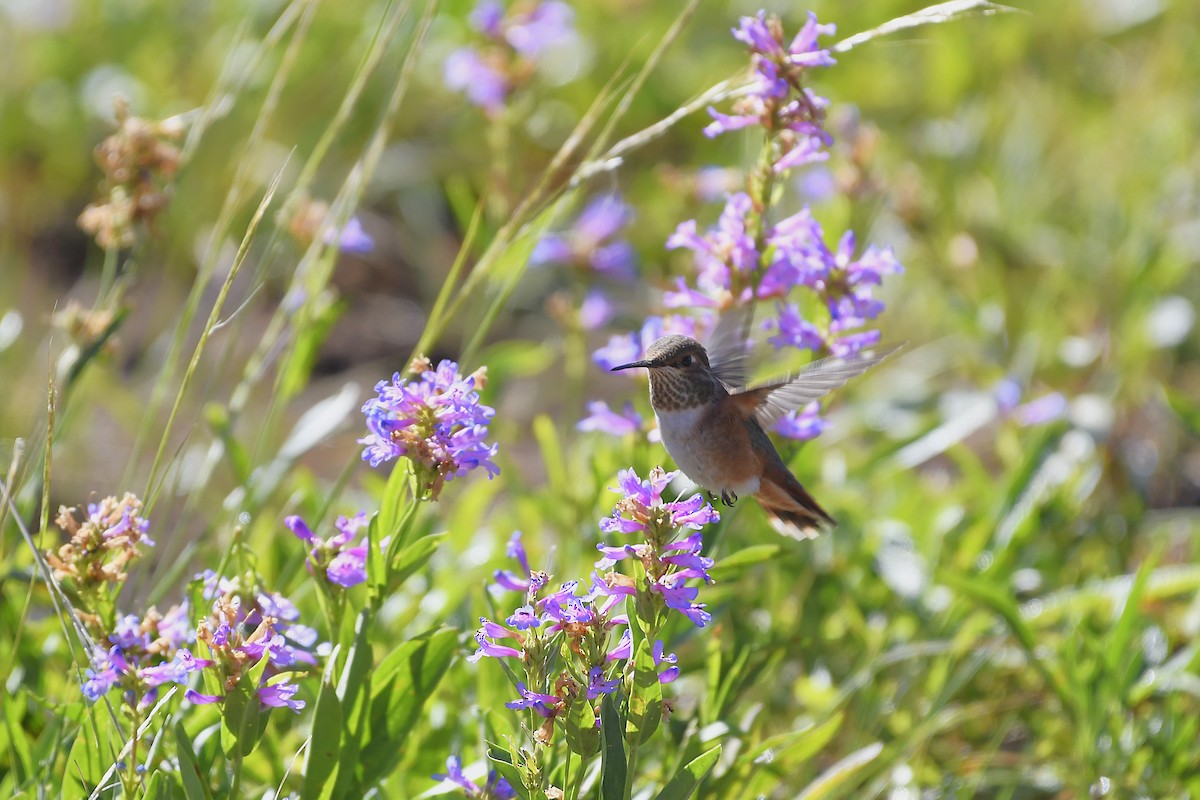 Rufous Hummingbird - ML640476085