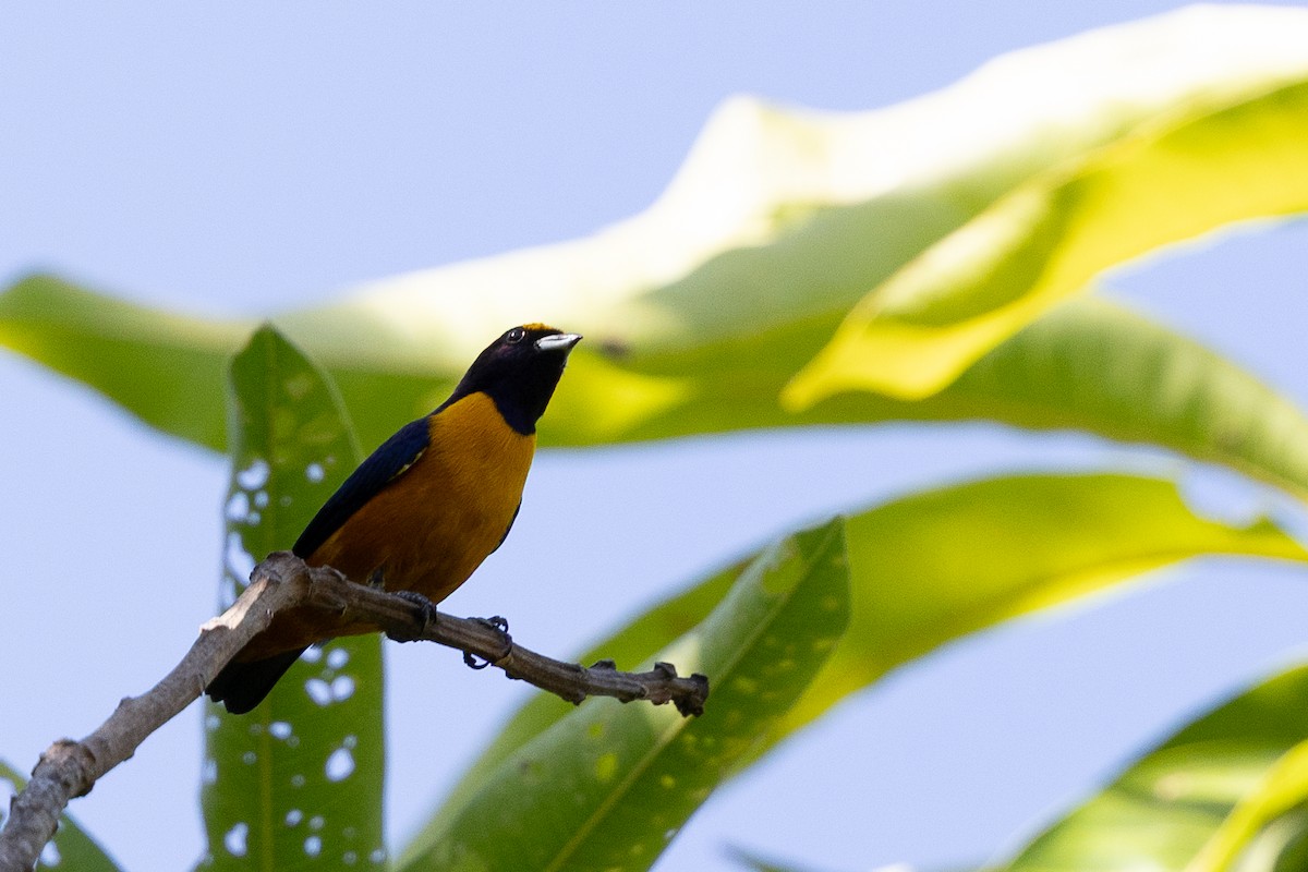 Finsch's Euphonia - ML640476106