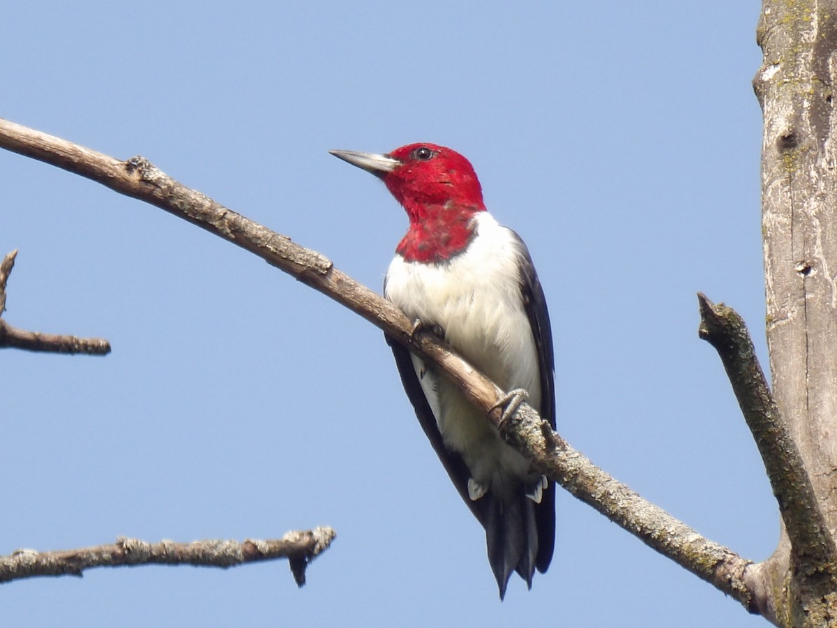 Pic à tête rouge - ML640476115