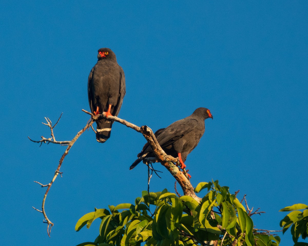 Slate-colored Hawk - ML640476123