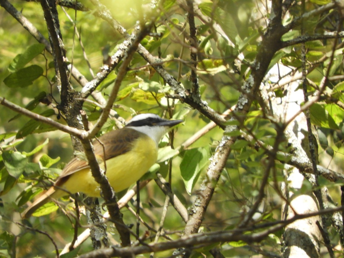 Great Kiskadee - ML640476174