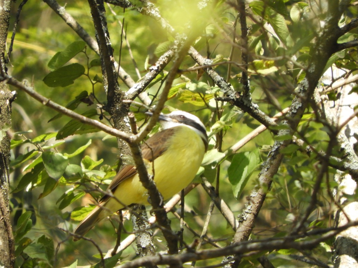 Great Kiskadee - ML640476175