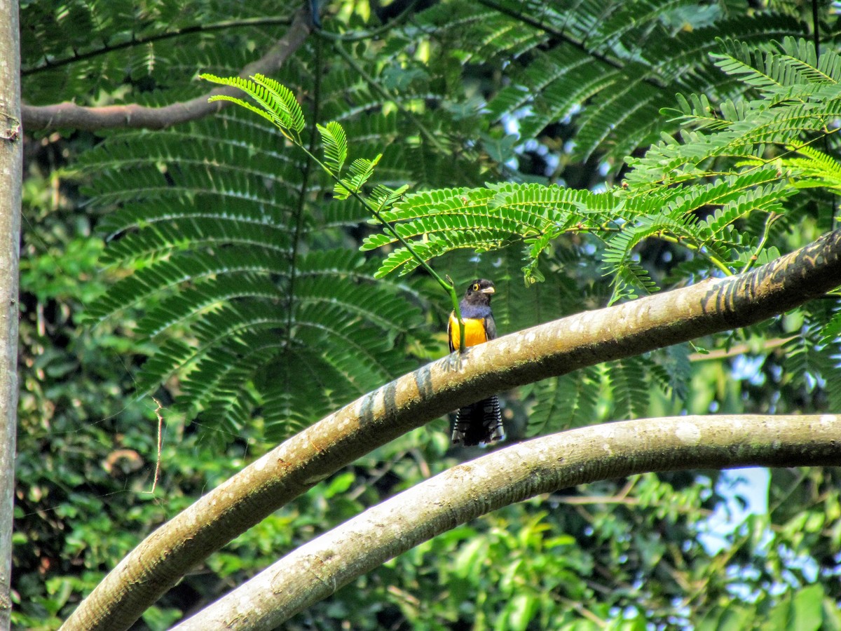 Gartered Trogon - ML640476178
