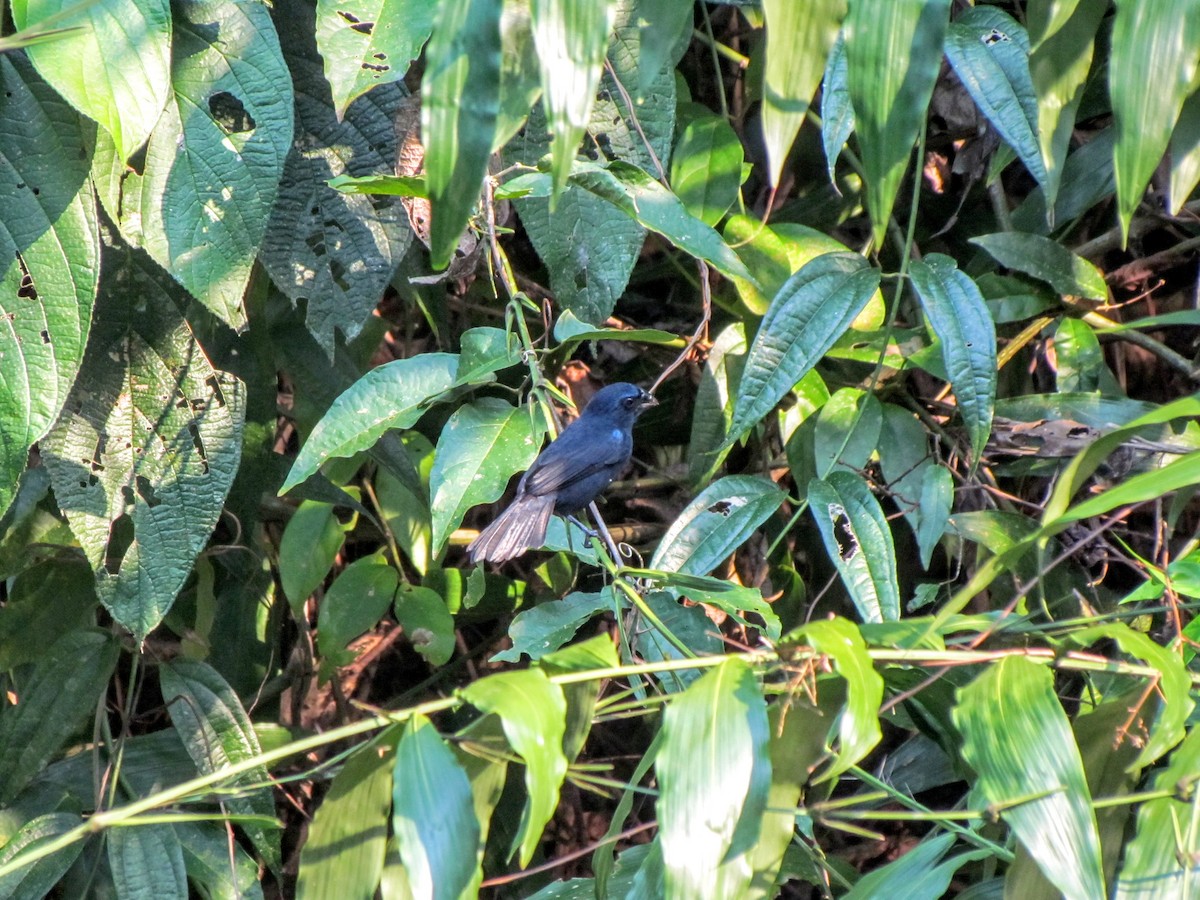 Blue-black Grosbeak - ML640476200