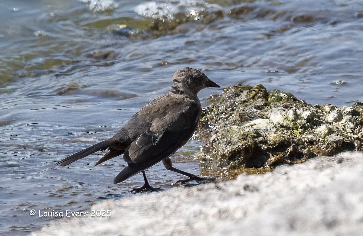 Brewer's Blackbird - ML640476201
