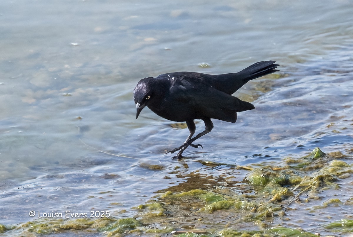 Brewer's Blackbird - ML640476202