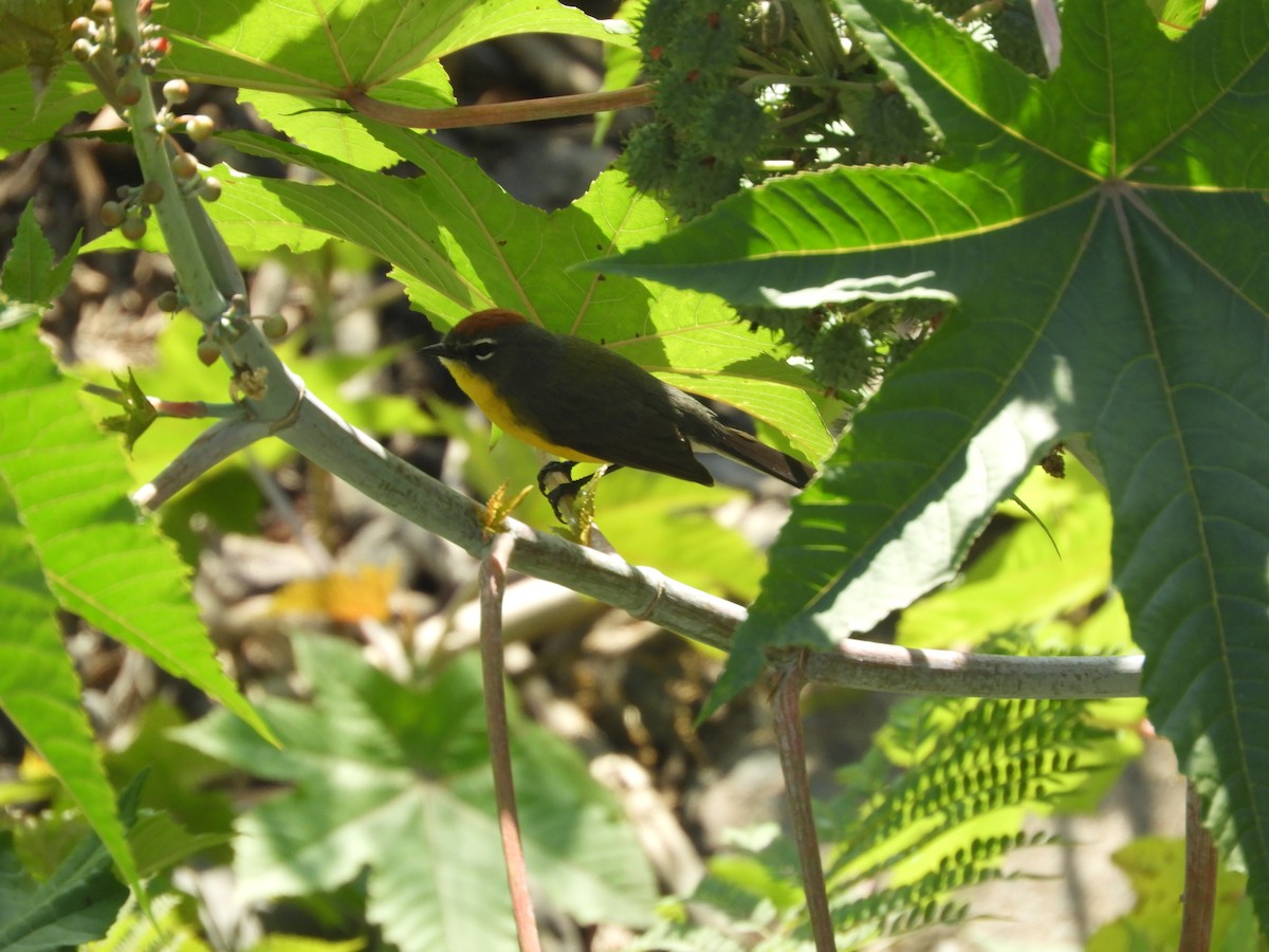Brown-capped Redstart - ML640476218