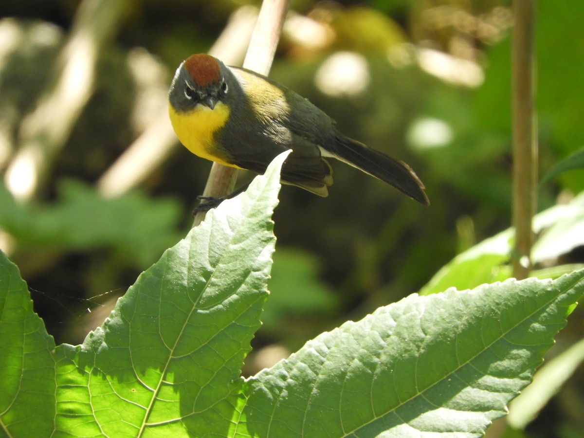 Brown-capped Redstart - ML640476219