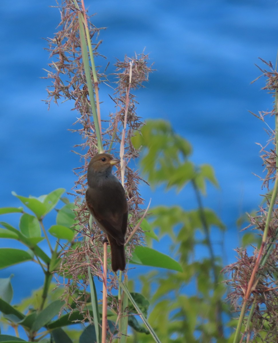 Lesser Antillean Bullfinch - ML640476223