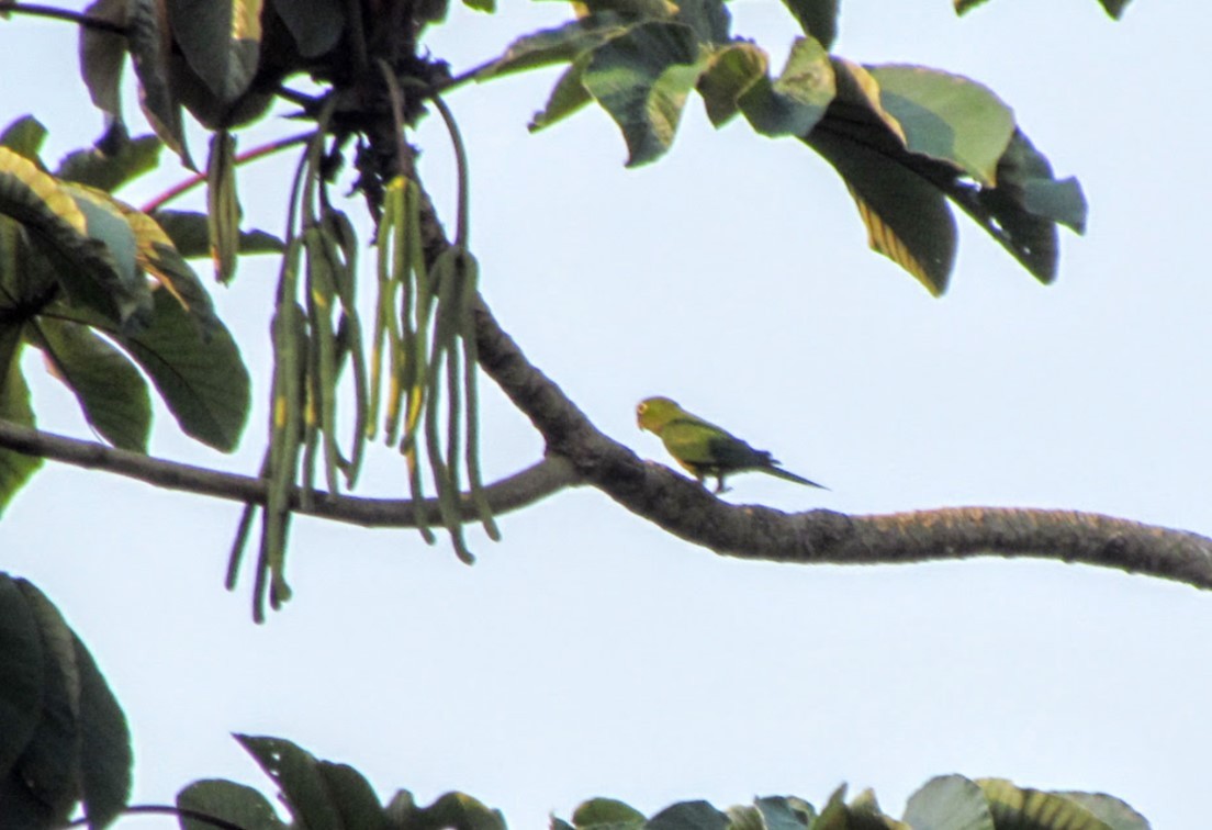 Olive-throated Parakeet - ML640476225