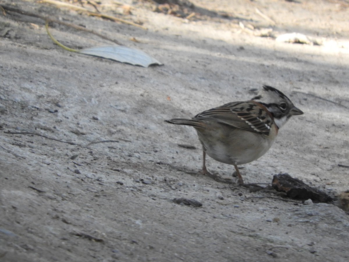 Rufous-collared Sparrow - ML640476235