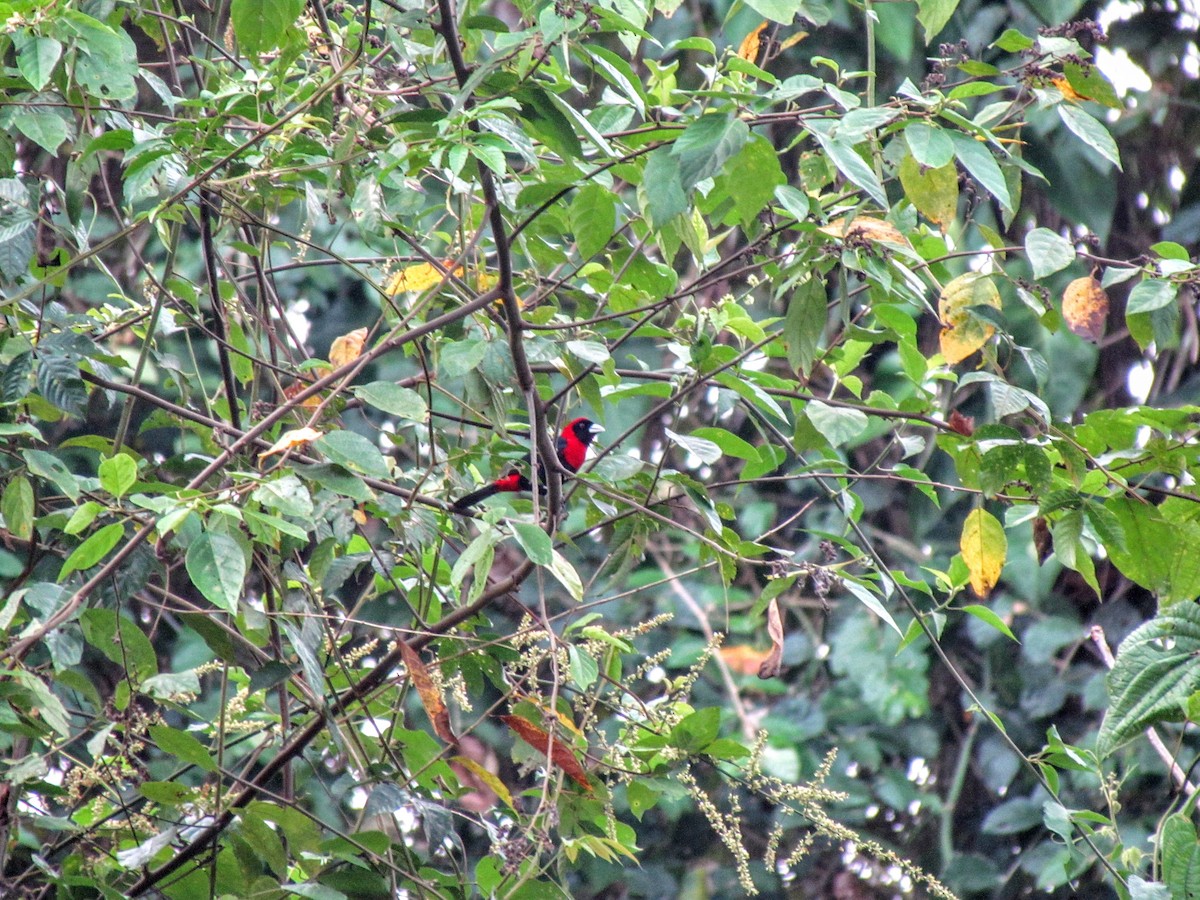 Crimson-collared Tanager - ML640476246