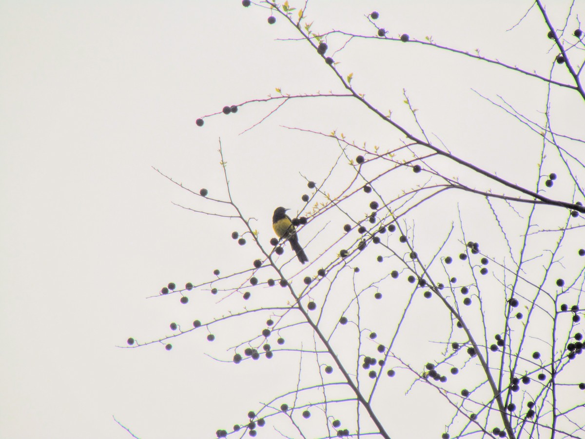 Black-cowled Oriole - ML640476255