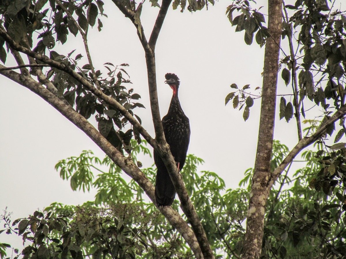 Crested Guan - ML640476263