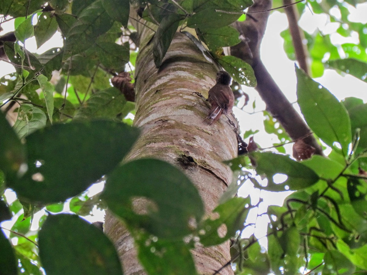 Wedge-billed Woodcreeper - ML640476270