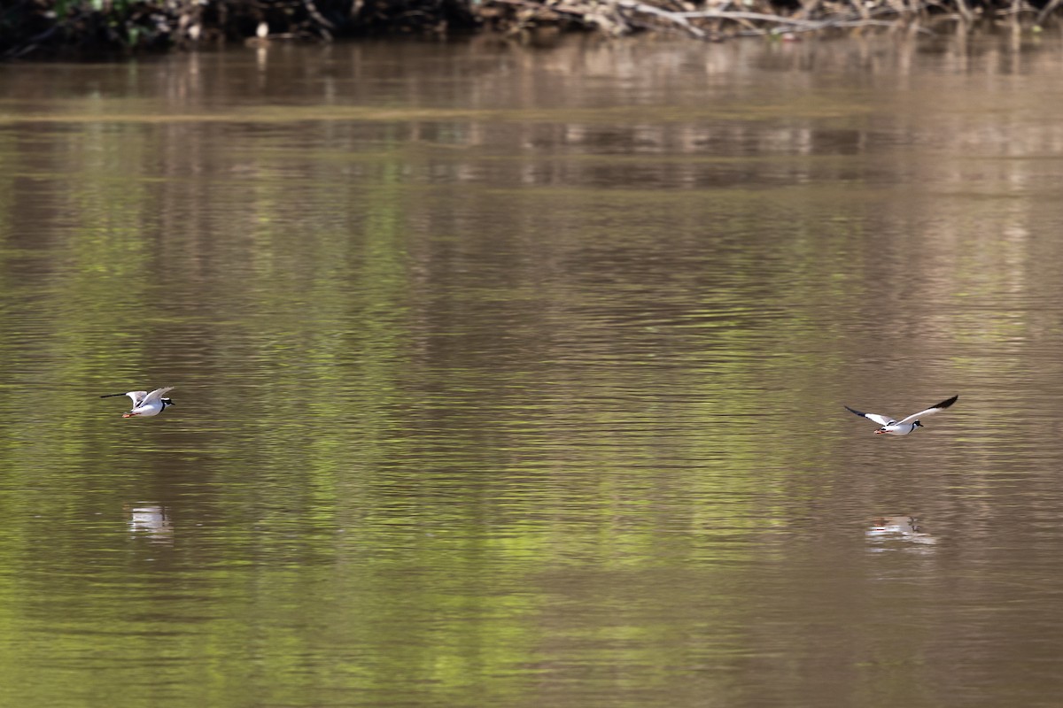 Pied Plover - ML640476276