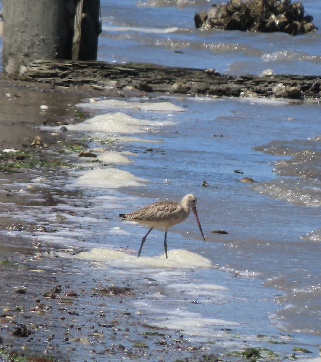 Marbled Godwit - ML640476278