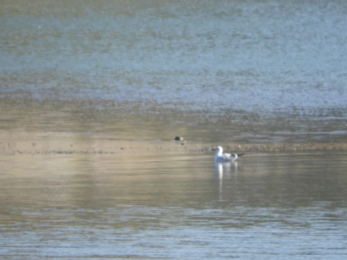 Andean Gull - ML640476307