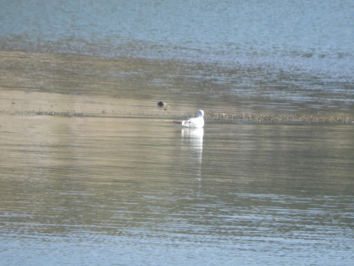 Andean Gull - ML640476308
