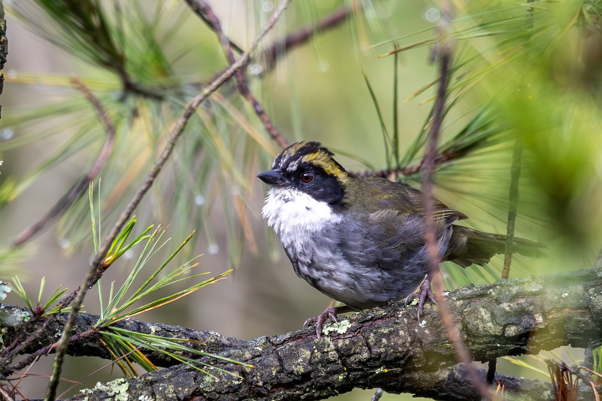Green-striped Brushfinch - ML640476346