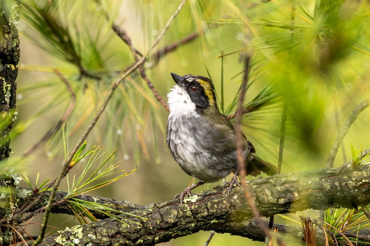 Green-striped Brushfinch - ML640476347