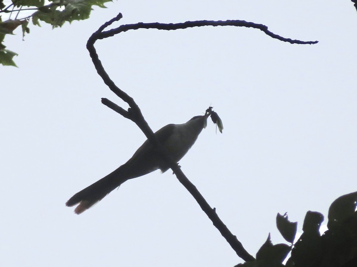 Yellow-billed Cuckoo - ML640476363