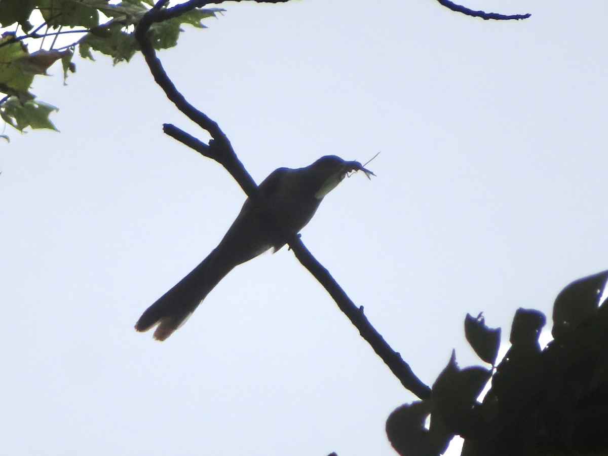Yellow-billed Cuckoo - ML640476364