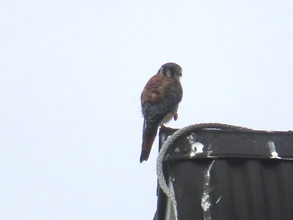 American Kestrel - ML640476367