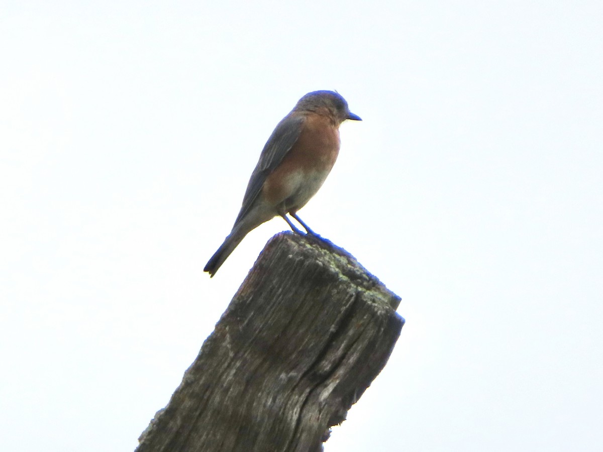 Eastern Bluebird - ML640476375