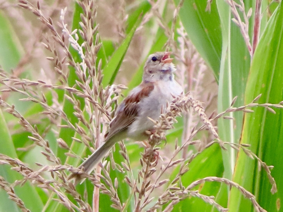 Field Sparrow - ML640476397