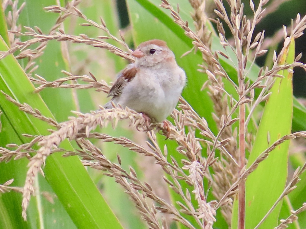 Field Sparrow - ML640476398