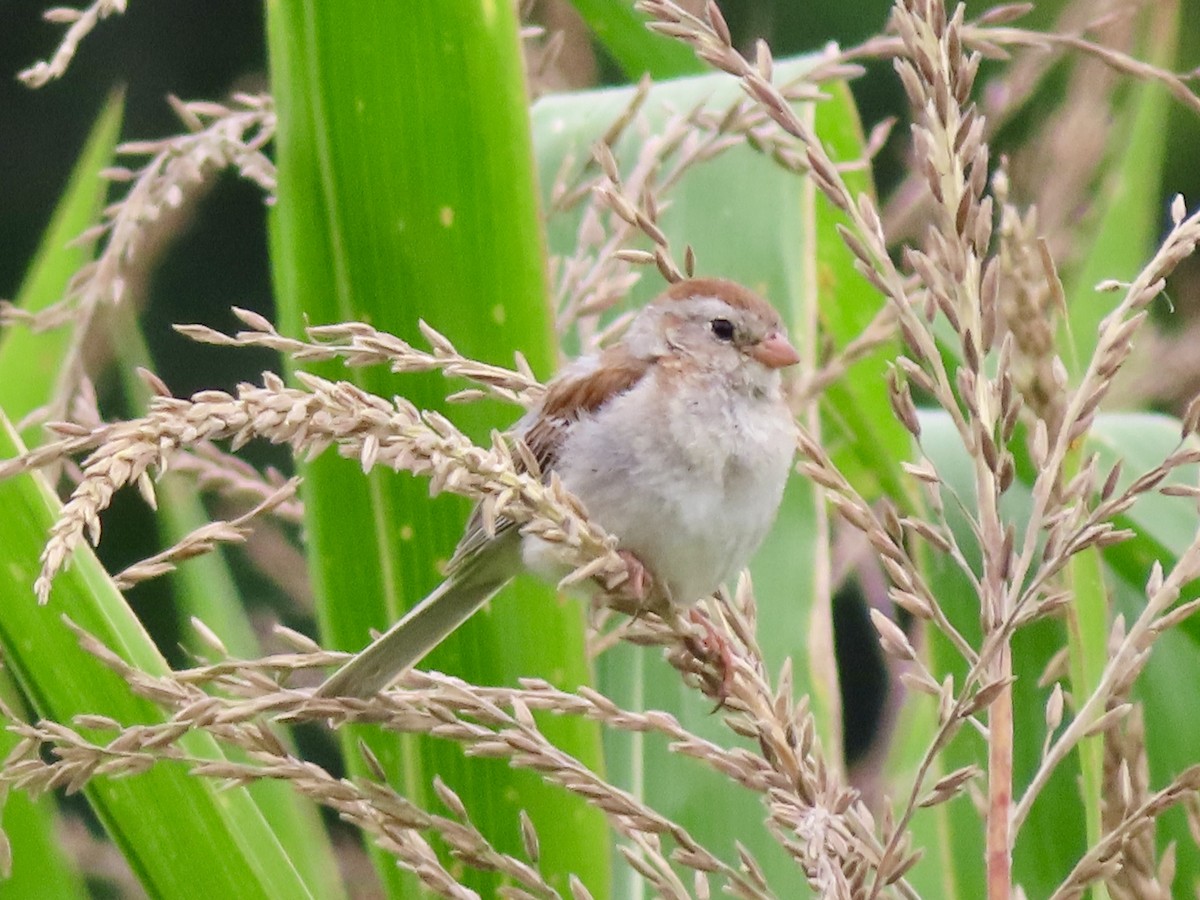 Field Sparrow - ML640476399