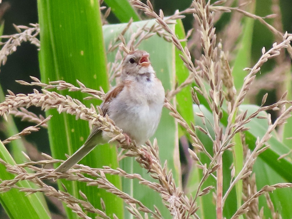 Field Sparrow - ML640476400