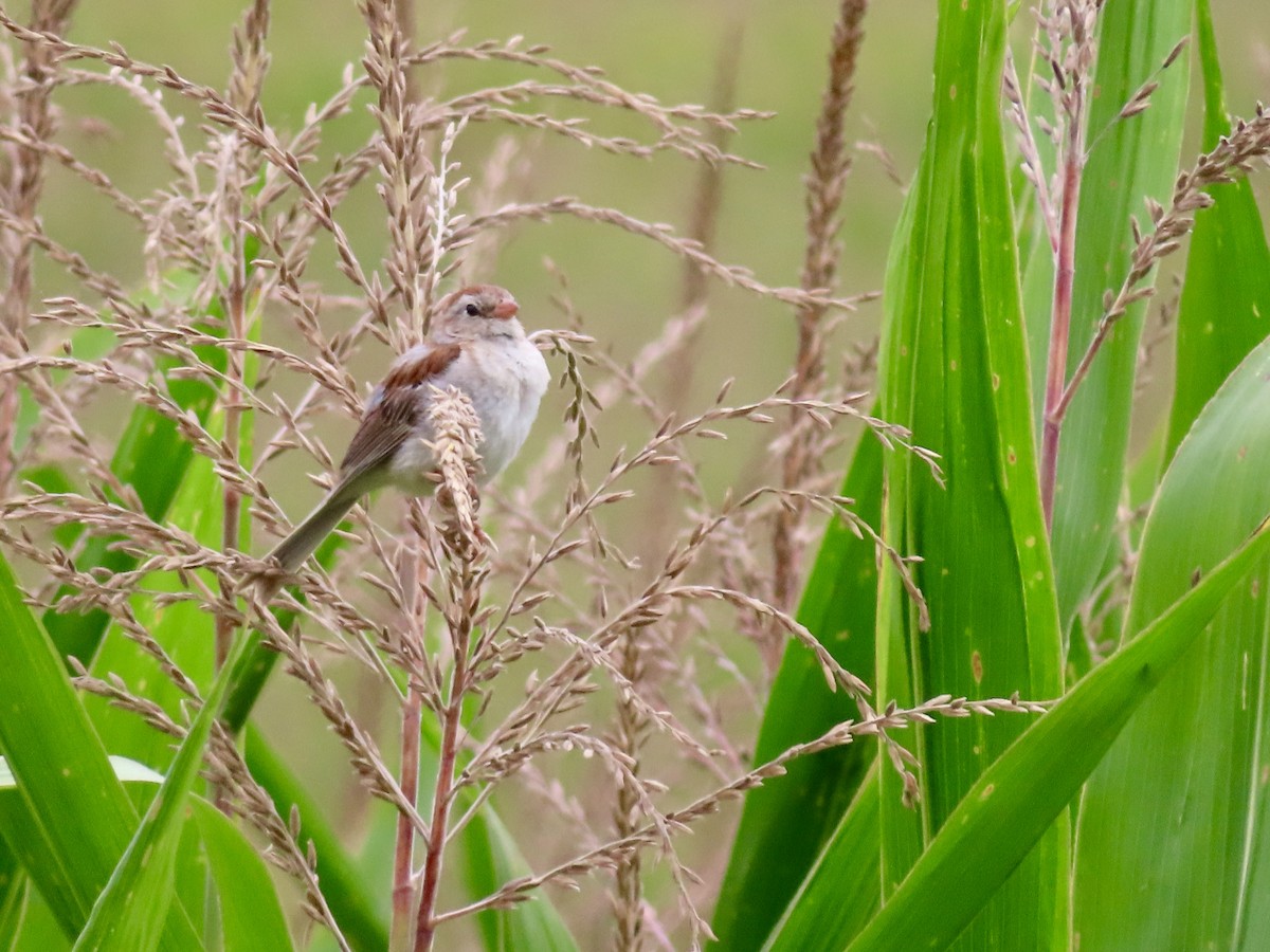 Field Sparrow - ML640476401