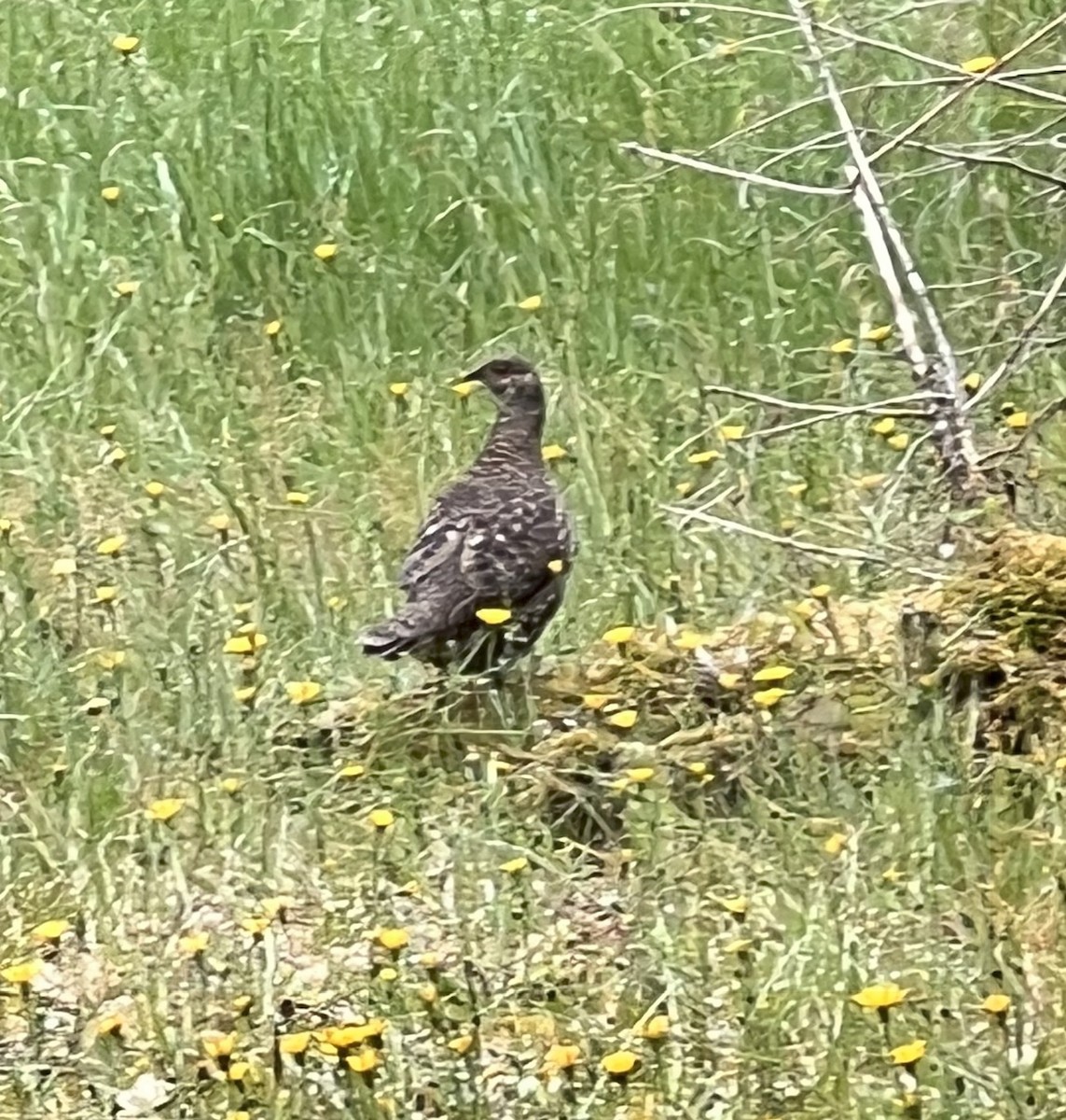 Sooty Grouse - ML640476425