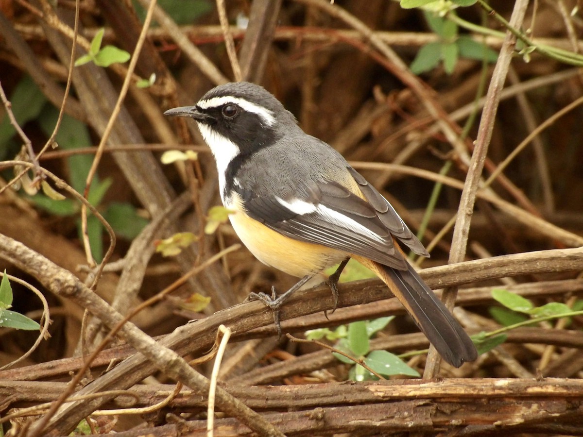 White-throated Robin-Chat - ML640476528