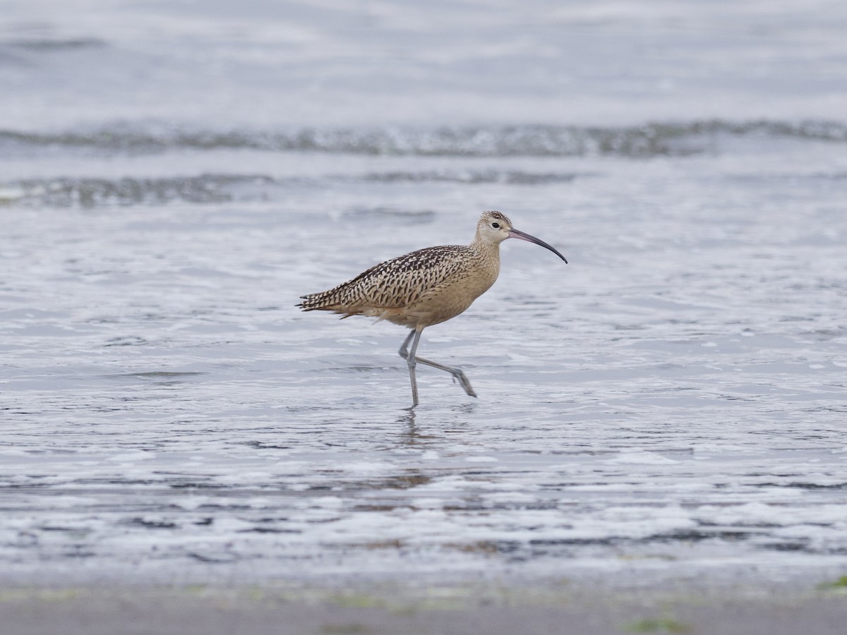 Long-billed Curlew - ML640476559