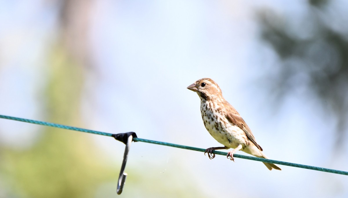 Purple Finch - ML640476581