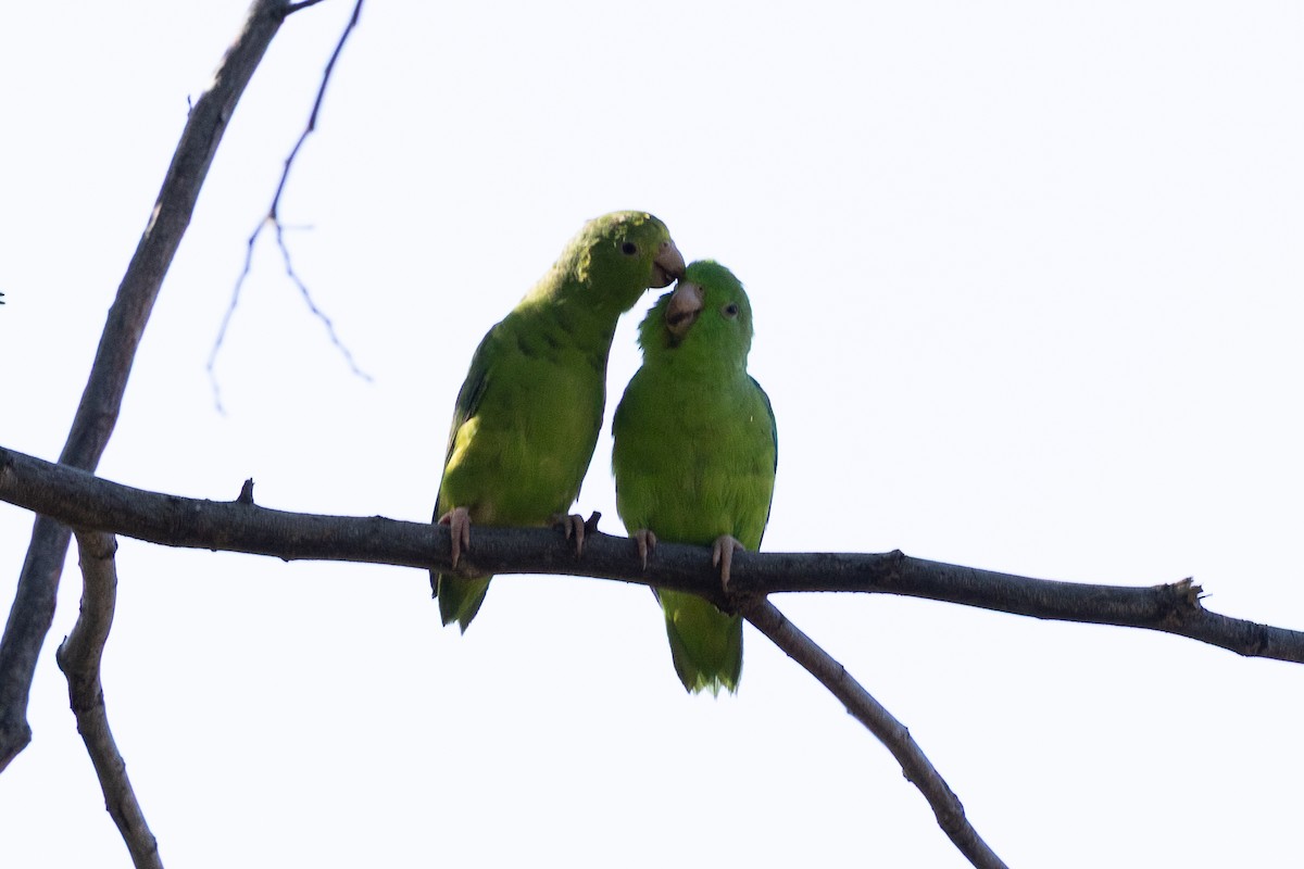 Green-rumped Parrotlet - ML640476587