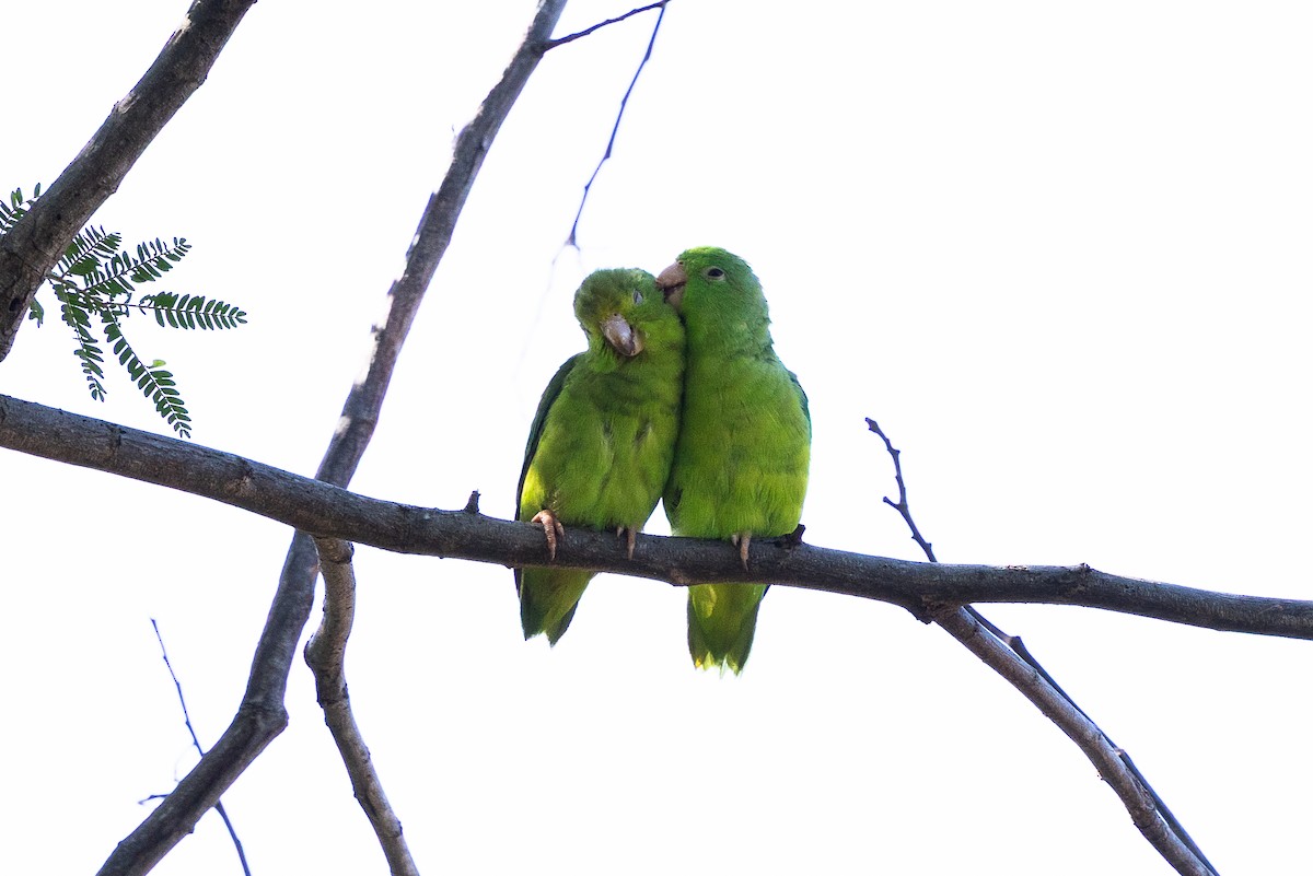 Green-rumped Parrotlet - ML640476588