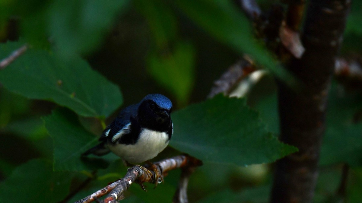 Black-throated Blue Warbler - ML640476596
