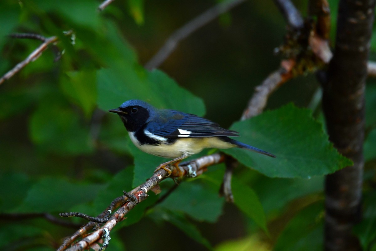 Black-throated Blue Warbler - ML640476602